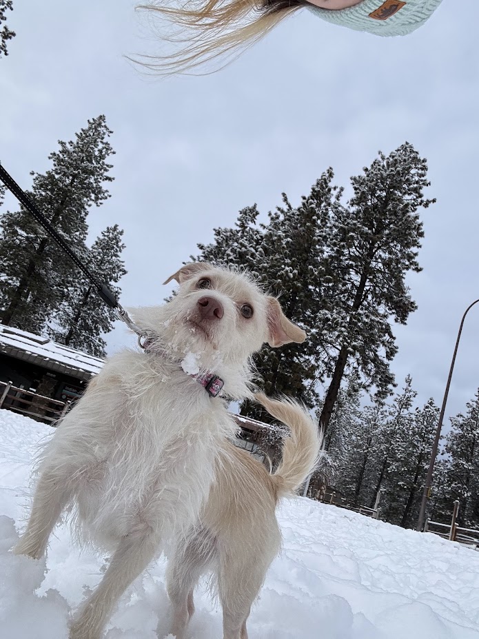 Floating Angelic Chaweenie